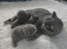 BSH kittens forever loving family