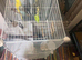 4 Budgies