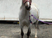Welsh pony looking for companion home