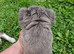 Fluffy French Bulldog Pups
