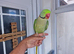 Tamed Alexanderian taking Parrot
