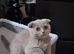 Cute Scottish fold Three kittens available