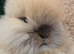 Cute double maned lionheads