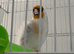 Siberian goldfinch