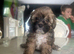 Shihpoo puppys