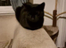 3 young cats to rehome