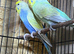Pair rainbow for sale
