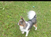 Beautiful chihuahua boy