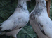 Penty Walay Pakistani pigeon pair