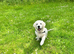 Kc golden retriever