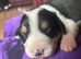 Border collie x beagle pups
