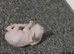 STUNNING SILVER, BLUE EYED BABY BOY SPHYNX KIT