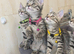 Adorable kittens in London(SE18)