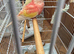 Hand raised female budgie and Bourke