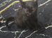 Chocolate british short-hair kittens