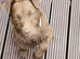 1 year old male patterdale terrier