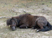 Beautiful mini Shetland stallion