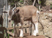 Stunnning Entire Billy Toggenburg Goat Kid - Father Pedigree