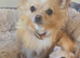 Tea cup chihuahua