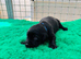 Beautiful Labrador Puppies Looking for Loving Homes