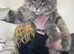 Silver tabby and Black Smoke Maine Coon kittens