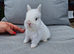 Netherland dwarf boy ready for reserve