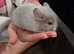 Chinchilla kits 2 female 1 male