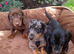 Gorgeous miniature dachshund puppies