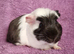 BEAUTIFUL MALE GUINEA PIGS