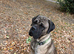 Selling my 2 year old male cane corso