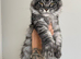 Champion line kittens Ready to go️