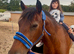 Schoolmaster 15.2 h reg Irish sports horse