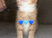 Main coon cross