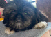 3 pups for sale