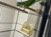 Sweet 6-Month-Old Green Female Quaker Parrot &ndash; &pound;450 (Cage Included)