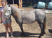 Welsh type gelding