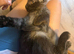 Stunning tica registered female mainecoon