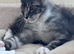 Gorgeous Pedigree Maine Coon Kittens for Sale
