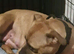 Staffy x rottweiler