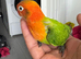 Opaline green split red eye
