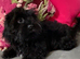 Miniature Male Poodle cross Shih Tzu
