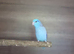 Parrotlets