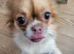 Female long haired red and white Chihuahua