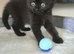 Scottish fold for sale
