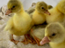 GOSLINGS&hellip;. RESERVE NOW, READY IN MAY