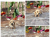 Tiny dachshunds available.