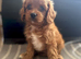 cavapoo pups ready now