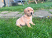 Strong confident yellow Labrador pups