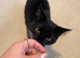3 Female Cats (FREE)