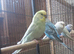 Baby budgies for sale